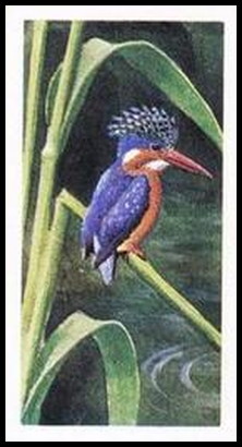 28 Malachite Kingfisher
